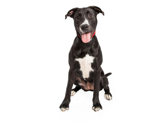 Borador puppy sales